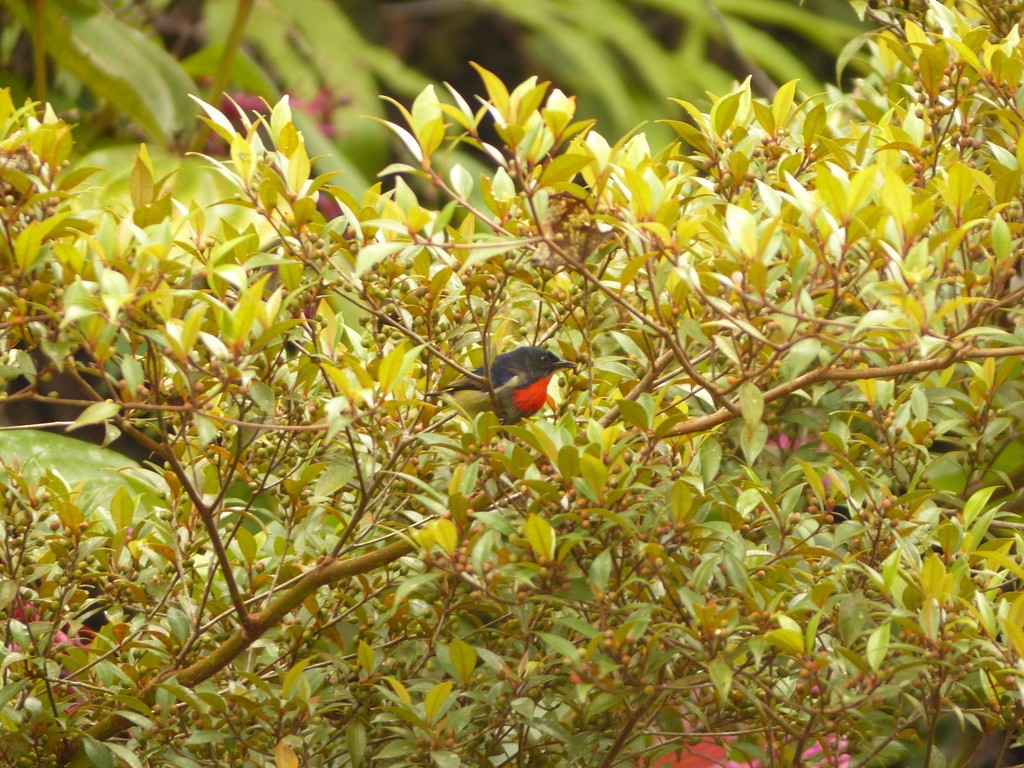 Black-sided Flowerpecker - ML637673410