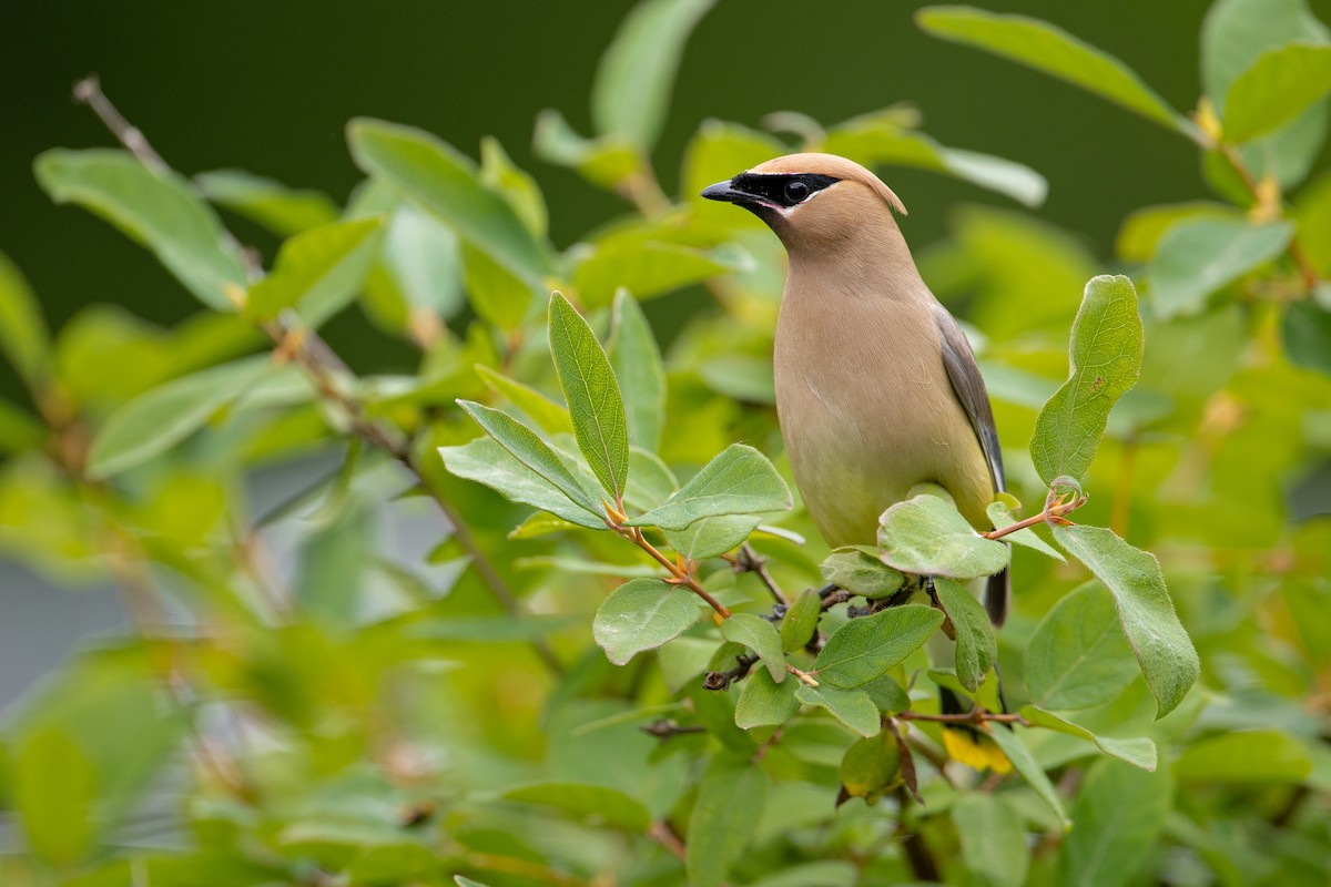 Cedar Waxwing - ML637673411