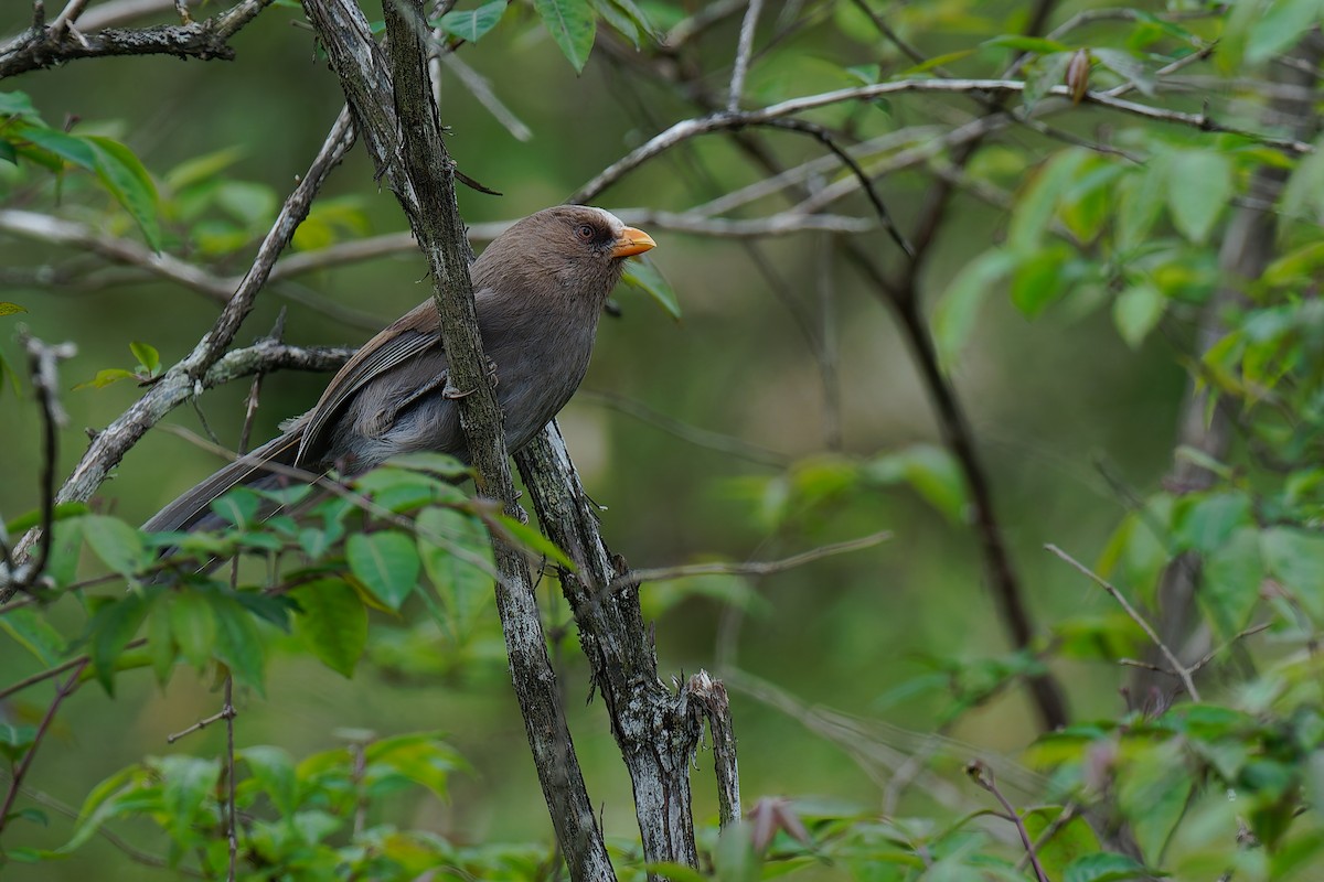 Great Parrotbill - ML637673414