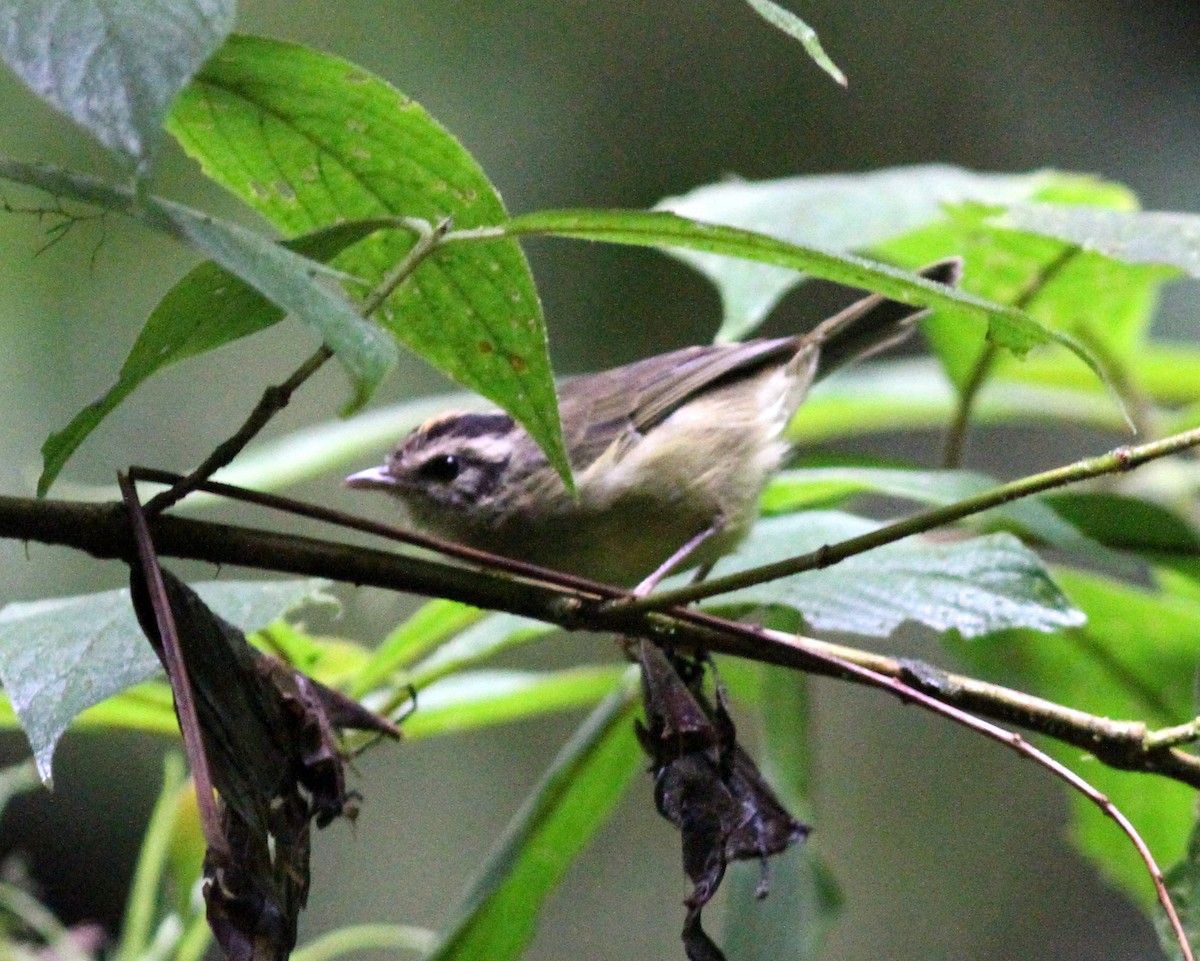 Costa Rican Warbler - ML637673424