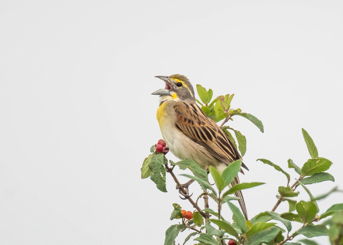 Dickcissel - ML637673437