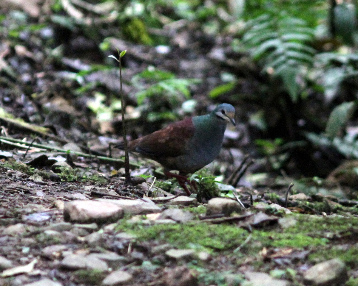 Buff-fronted Quail-Dove - ML637673441