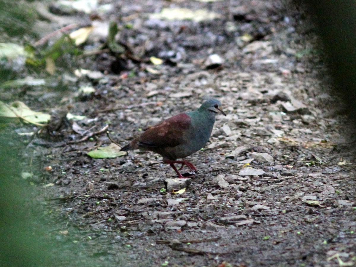 Buff-fronted Quail-Dove - ML637673443