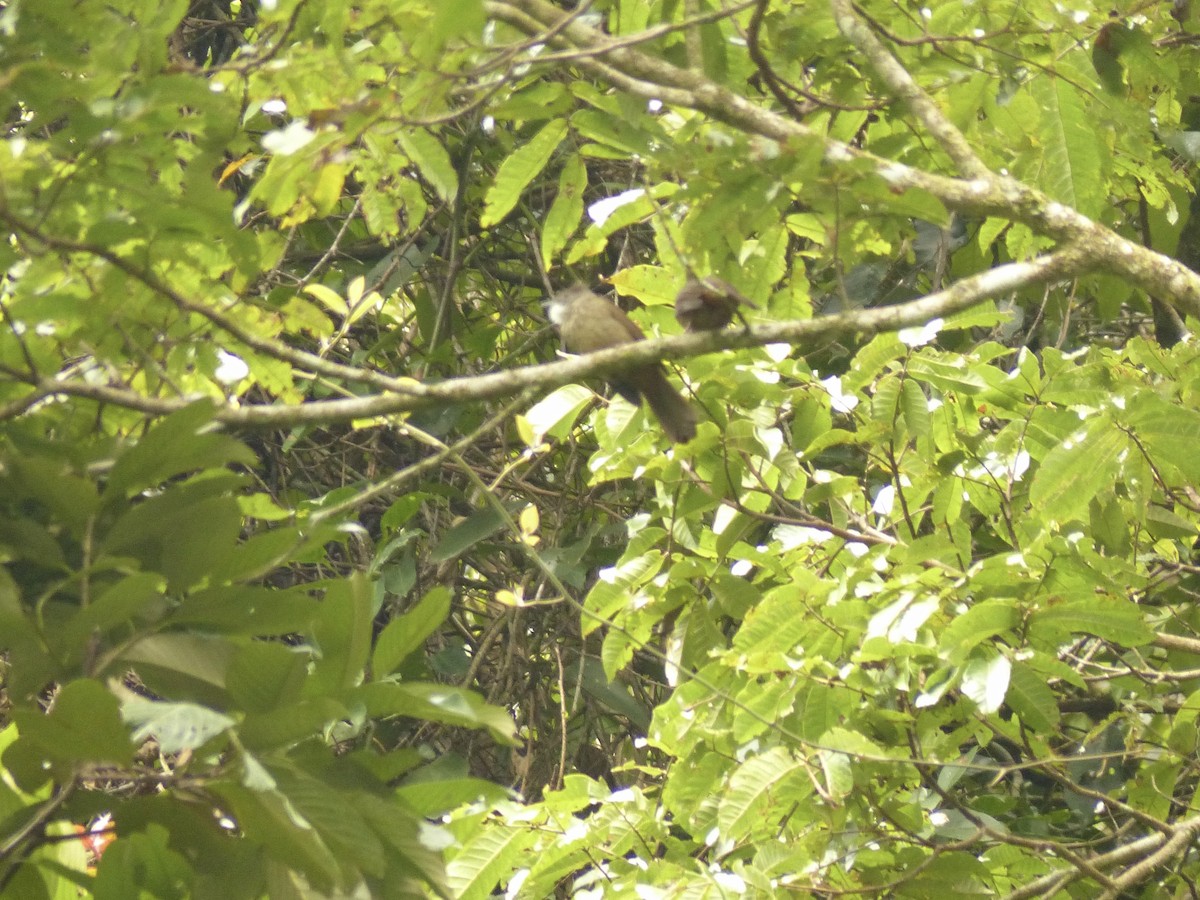 Penan Bulbul (Penan) - ML637673463