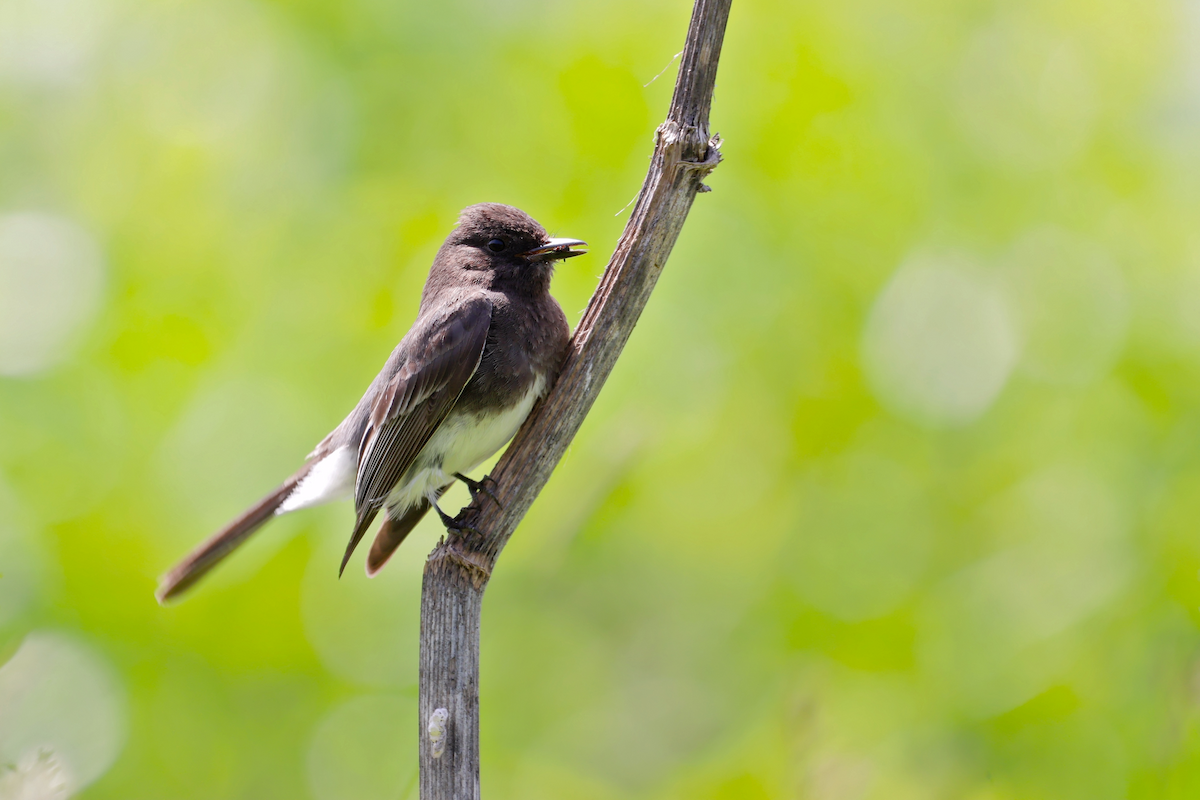Black Phoebe - ML637673465