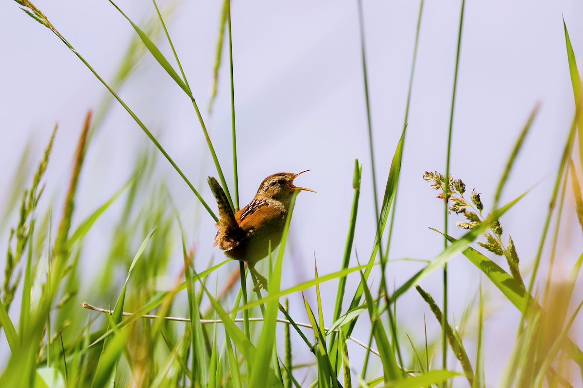 Marsh Wren - ML637673484