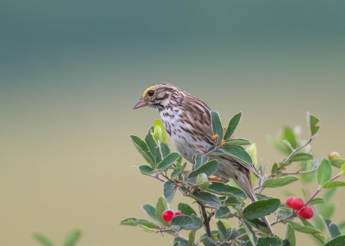 Savannah Sparrow - ML637673514