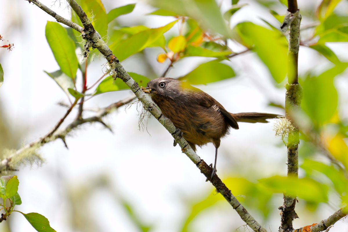 Wrentit - ML637673534