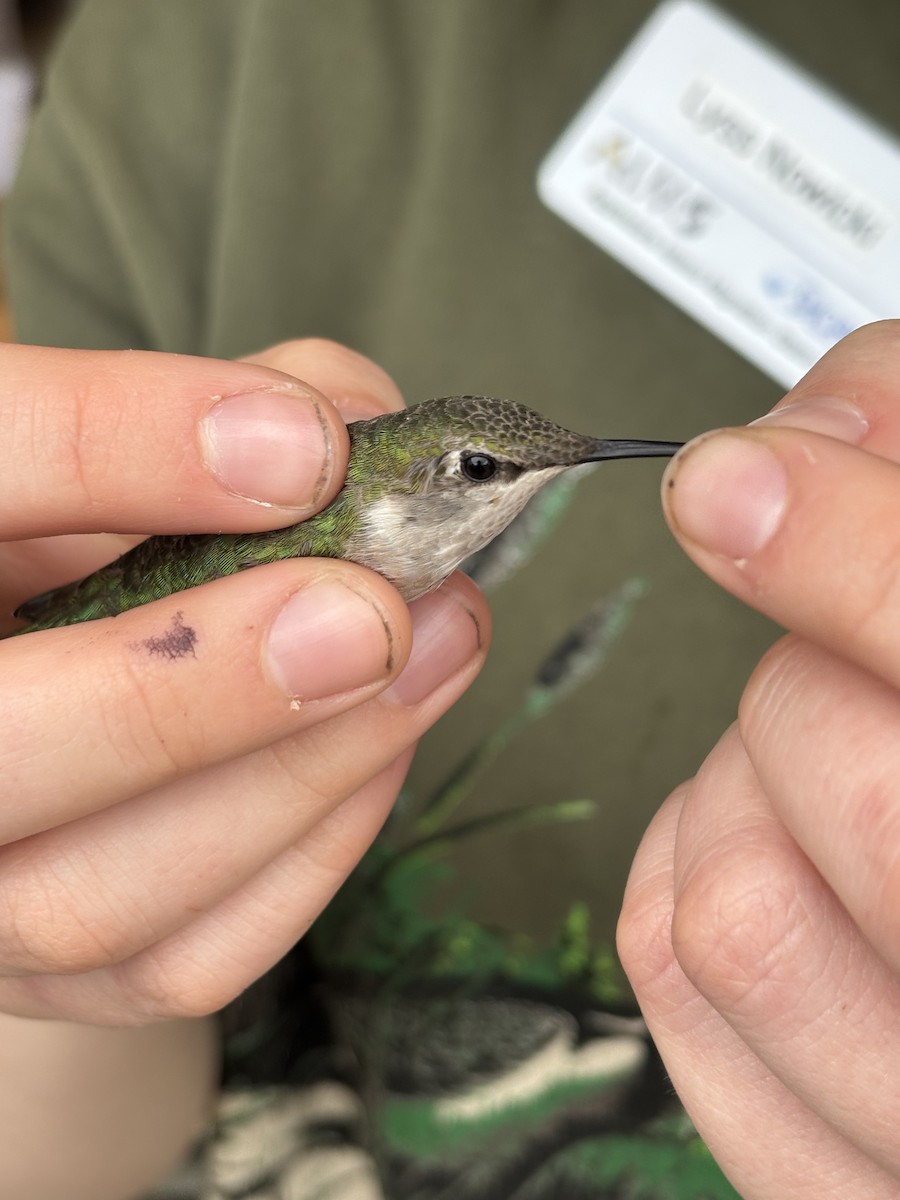 Ruby-throated Hummingbird - ML637673536
