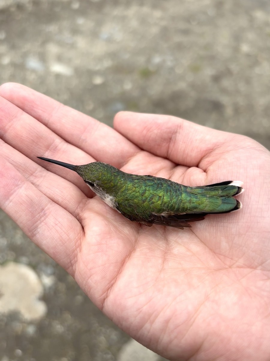 Ruby-throated Hummingbird - ML637673537