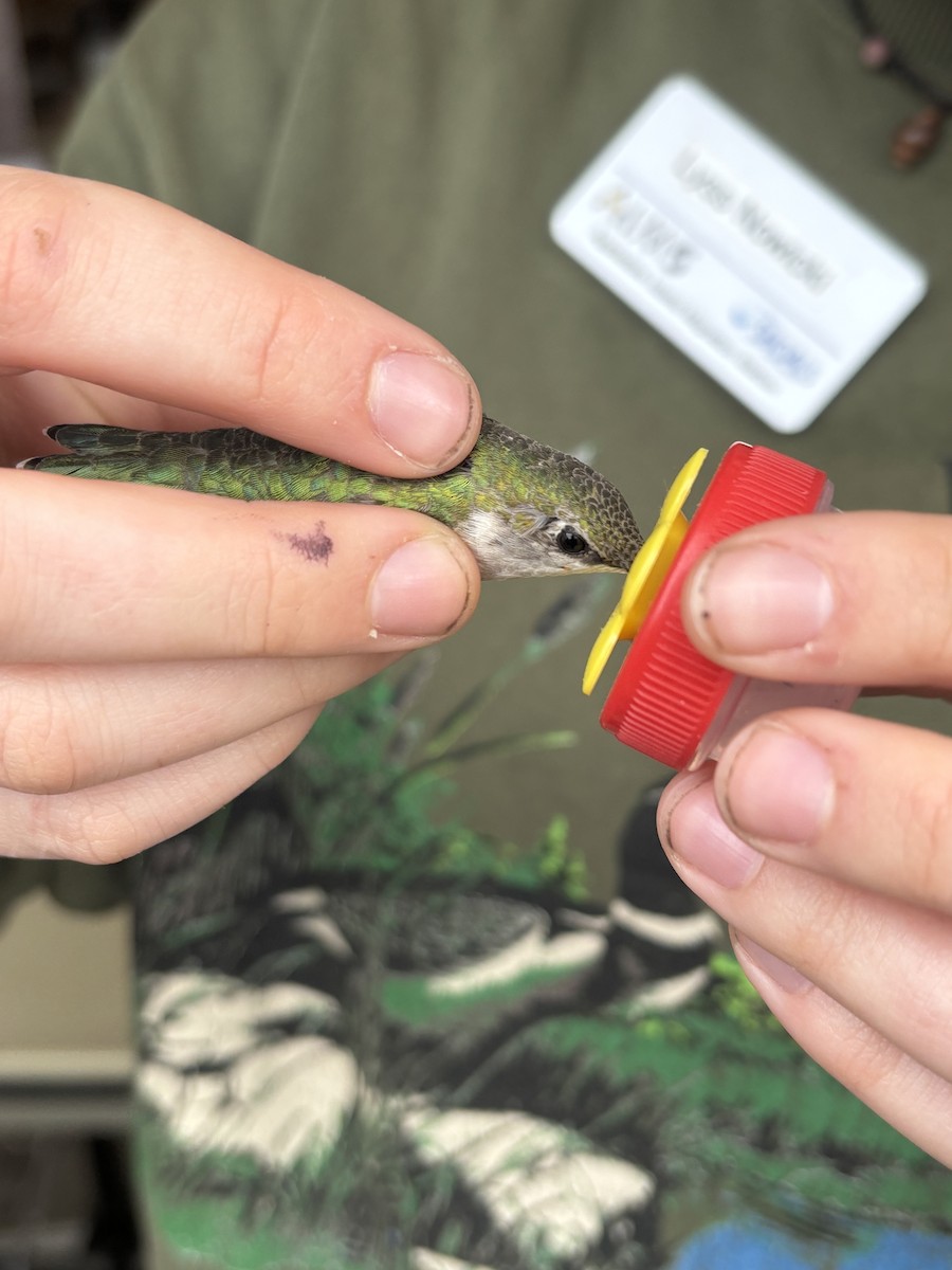 Ruby-throated Hummingbird - ML637673538