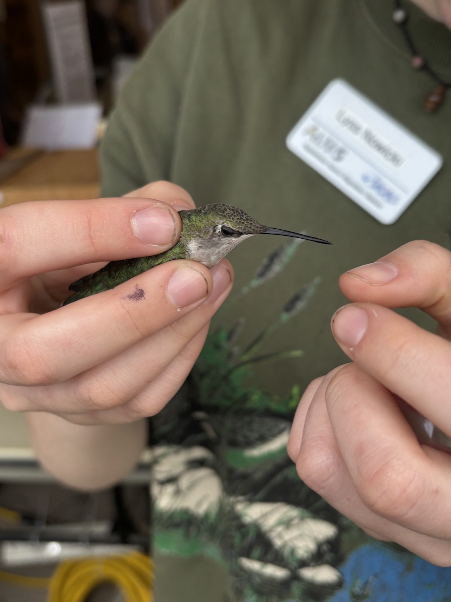 Ruby-throated Hummingbird - ML637673539