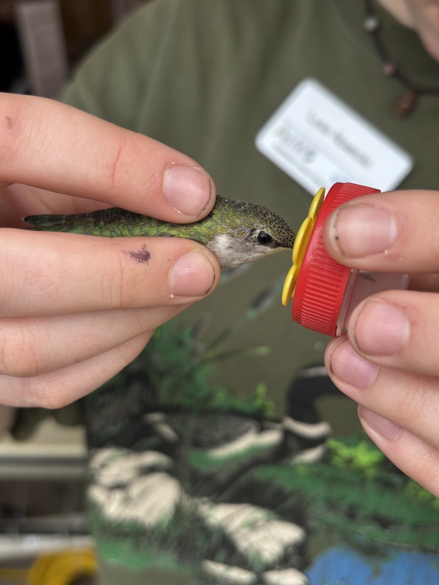 Ruby-throated Hummingbird - ML637673540