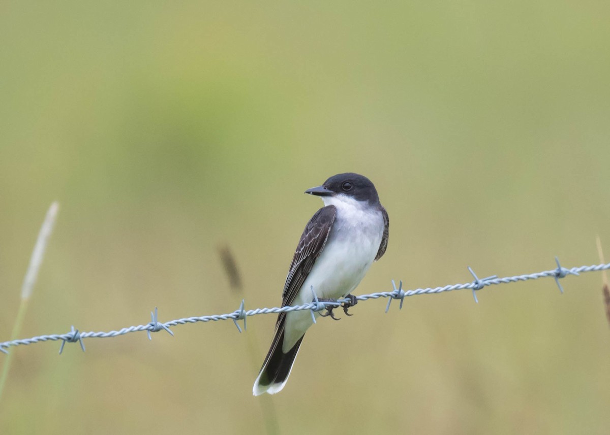 Eastern Kingbird - ML637673574