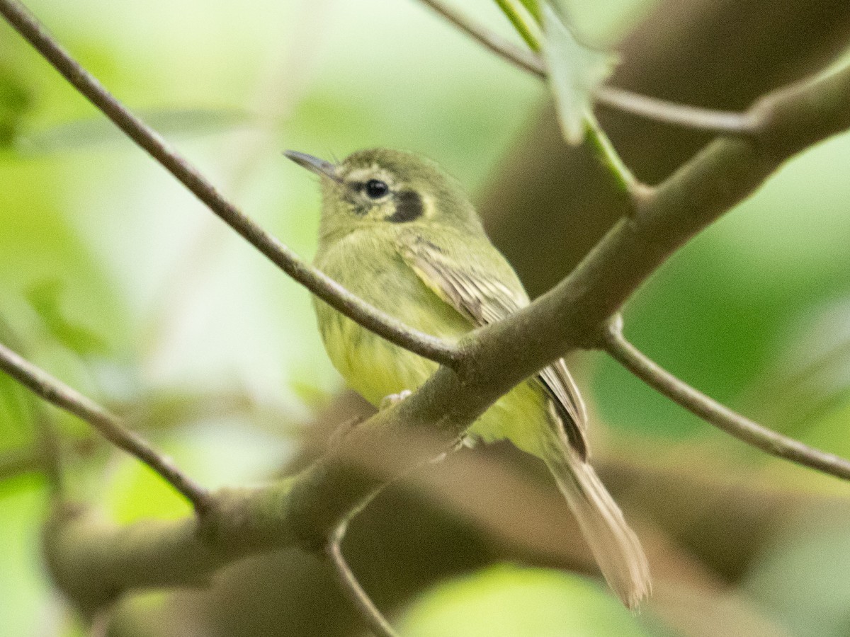 Sao Paulo Bristle-Tyrant - ML637673589