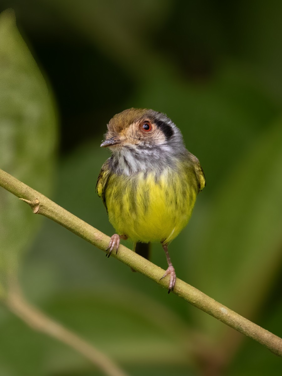 Eared Pygmy-Tyrant - ML637673609