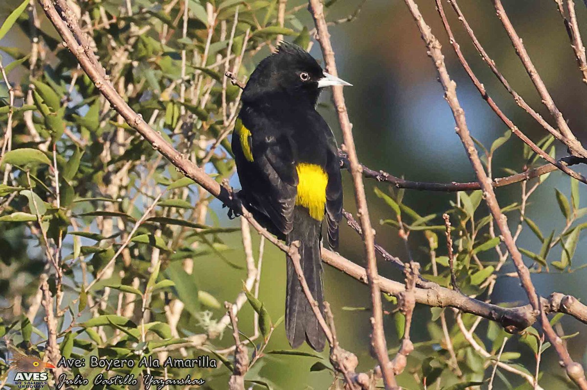 Golden-winged Cacique - ML637673648