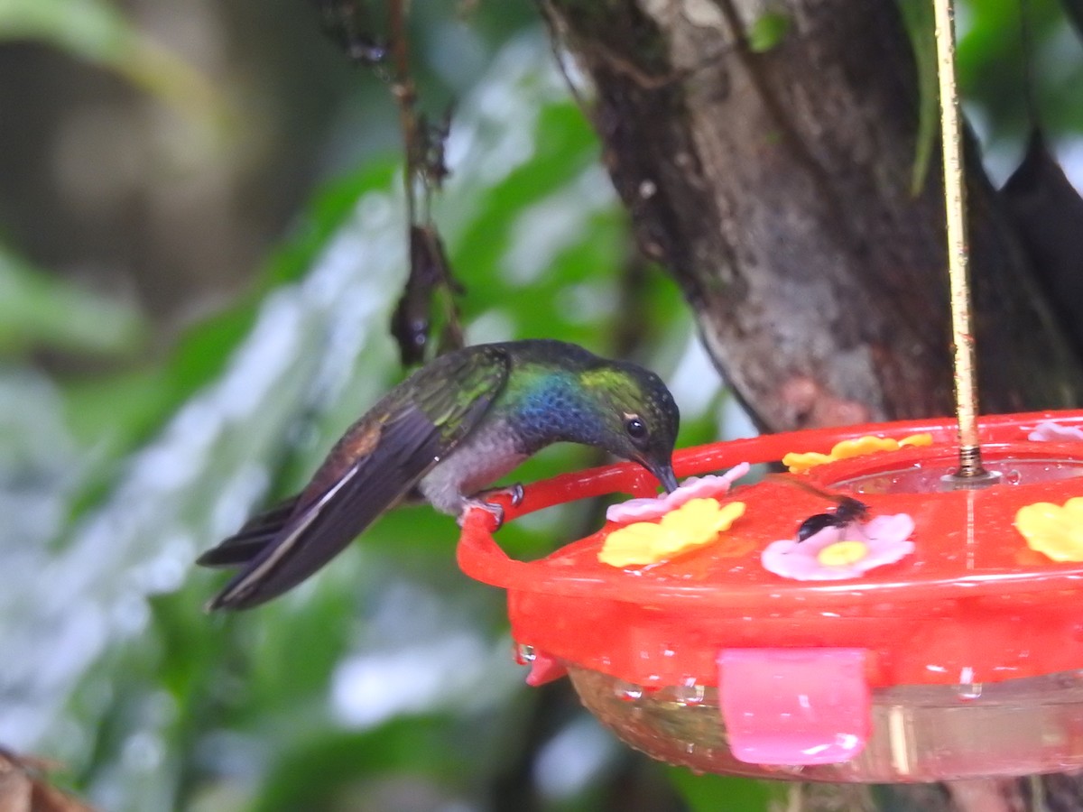 Green-backed Hillstar - ML637673656