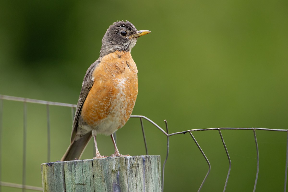 American Robin - ML637673658
