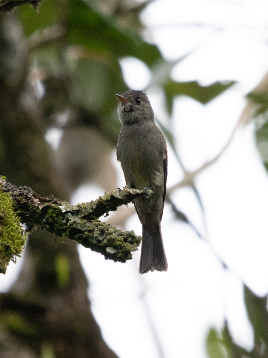 Southern Tropical Pewee - ML637673661