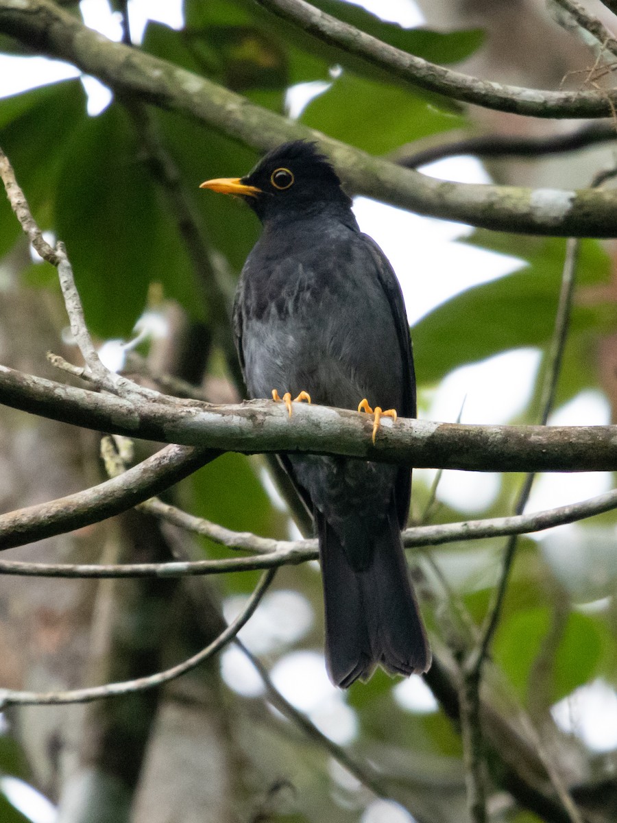 Yellow-legged Thrush - ML637673691