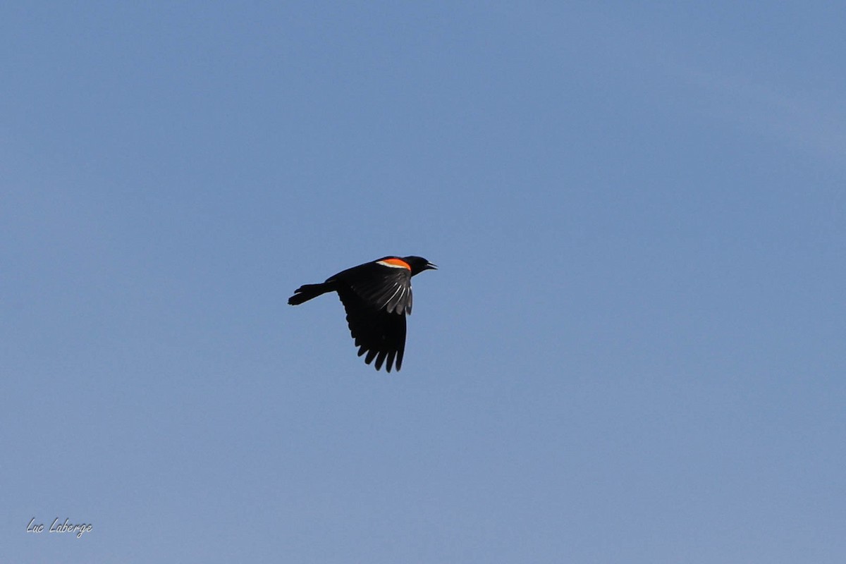 Red-winged Blackbird - ML637673694