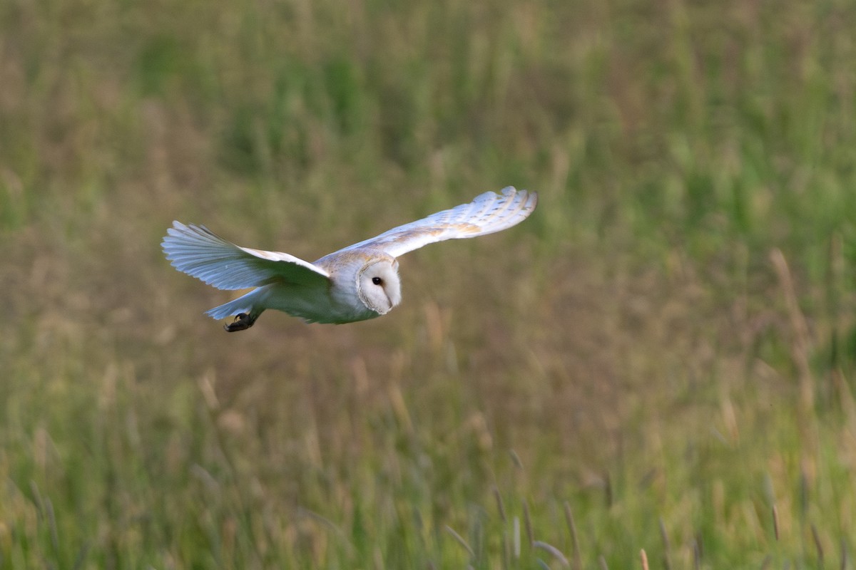 Western Barn Owl - ML637673712