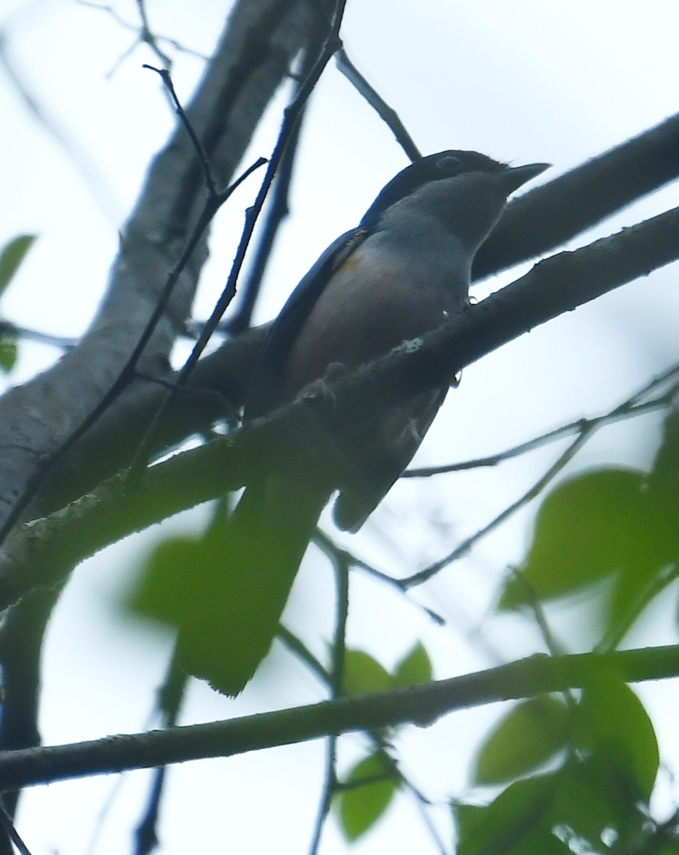 Black-headed Shrike-Babbler - ML637673754