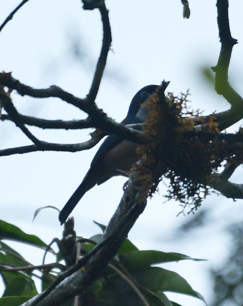 Black-headed Shrike-Babbler - ML637673755
