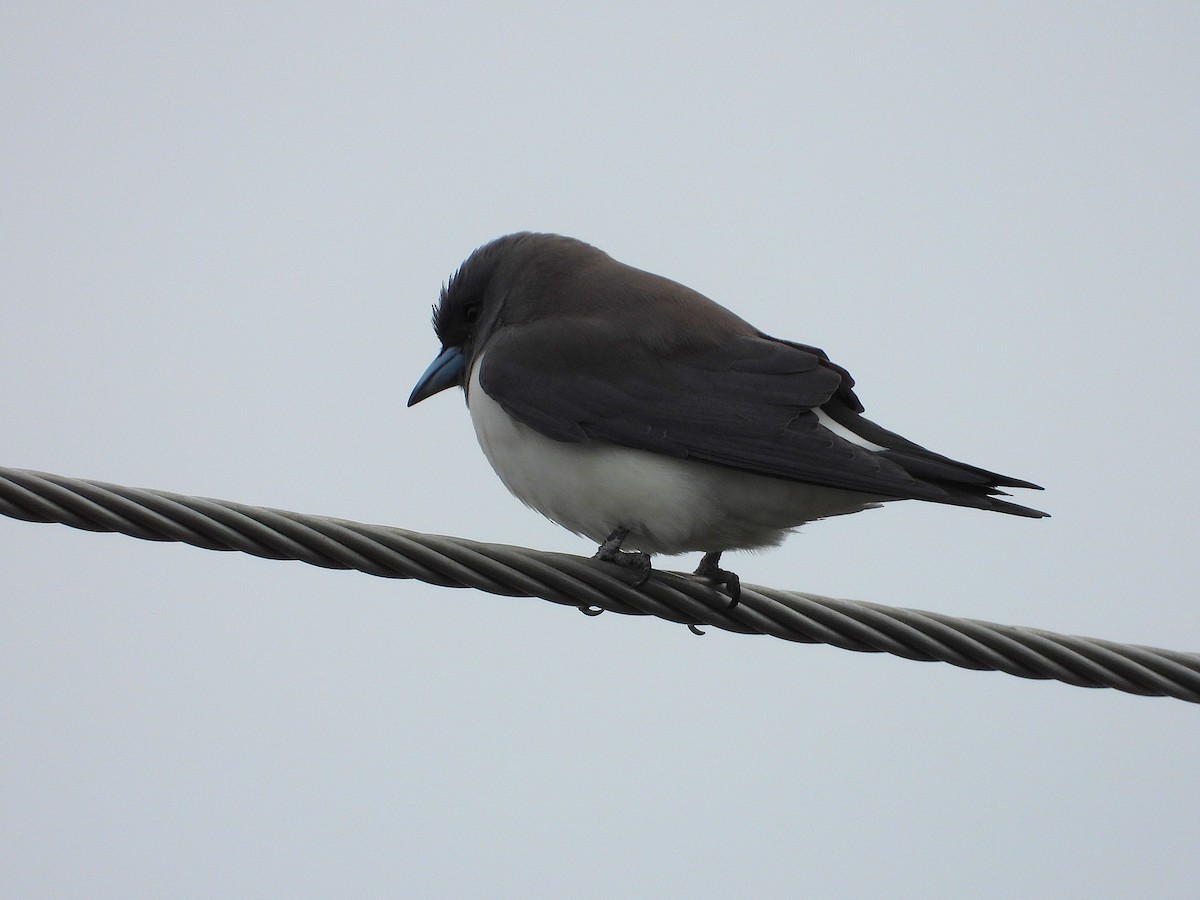 White-breasted Woodswallow - ML637673756