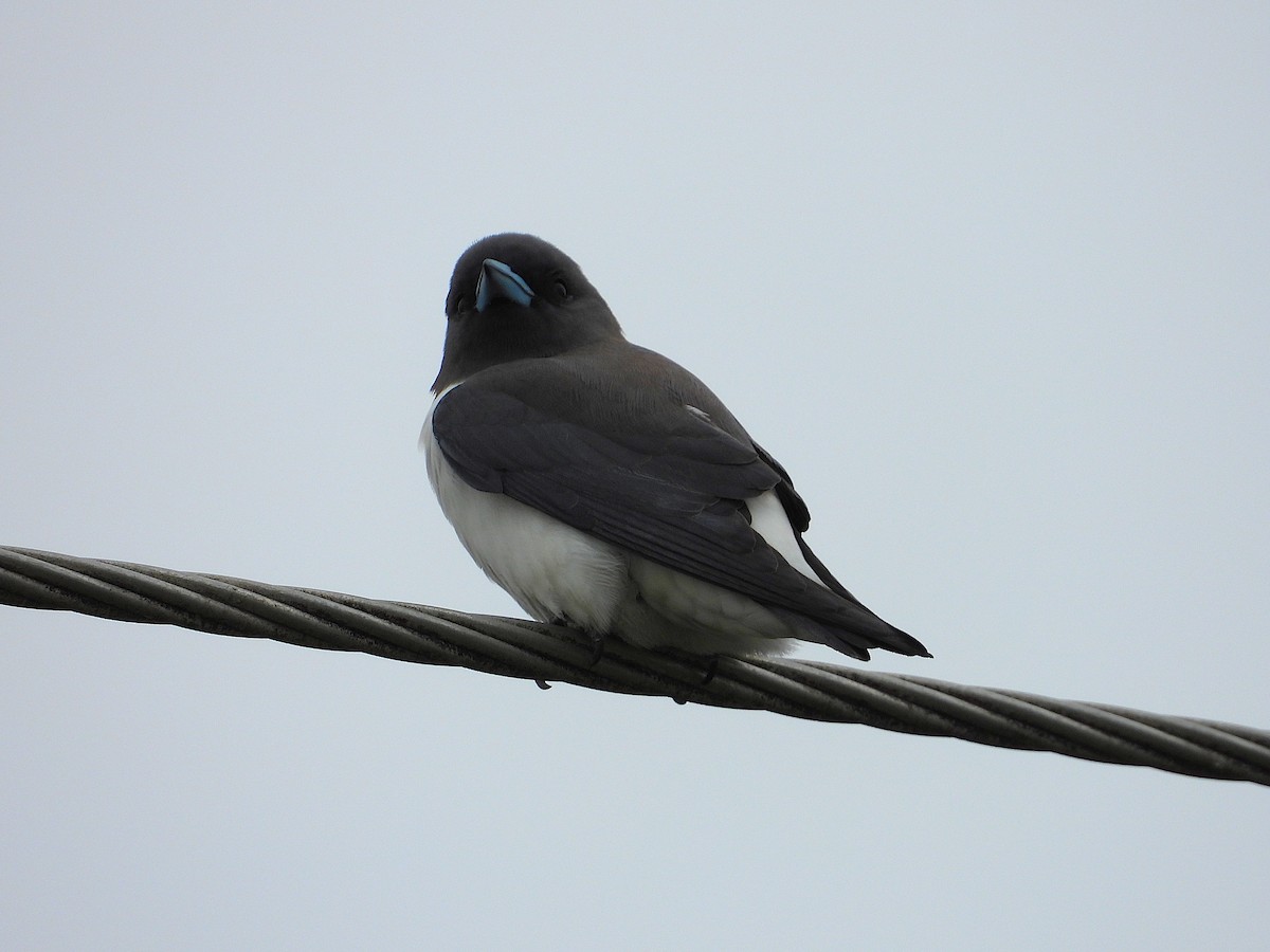 White-breasted Woodswallow - ML637673757