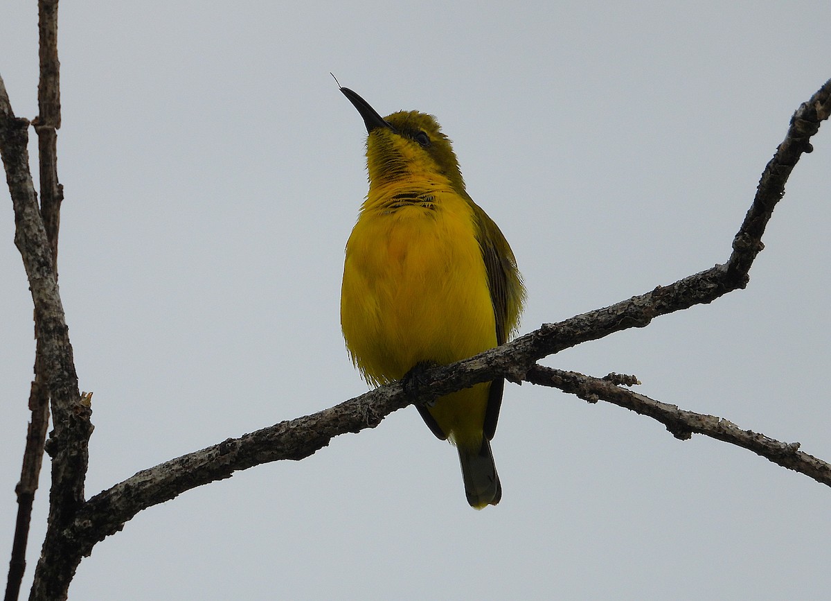 Sahul Sunbird - ML637673761