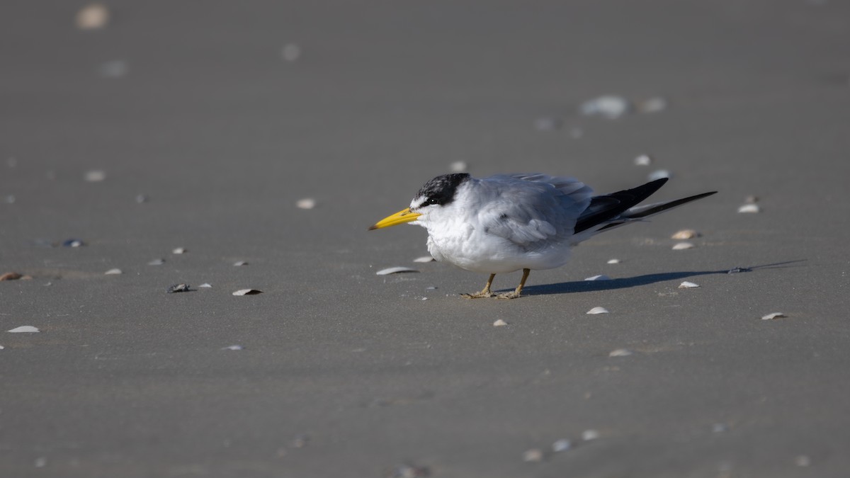 Yellow-billed Tern - ML637673780