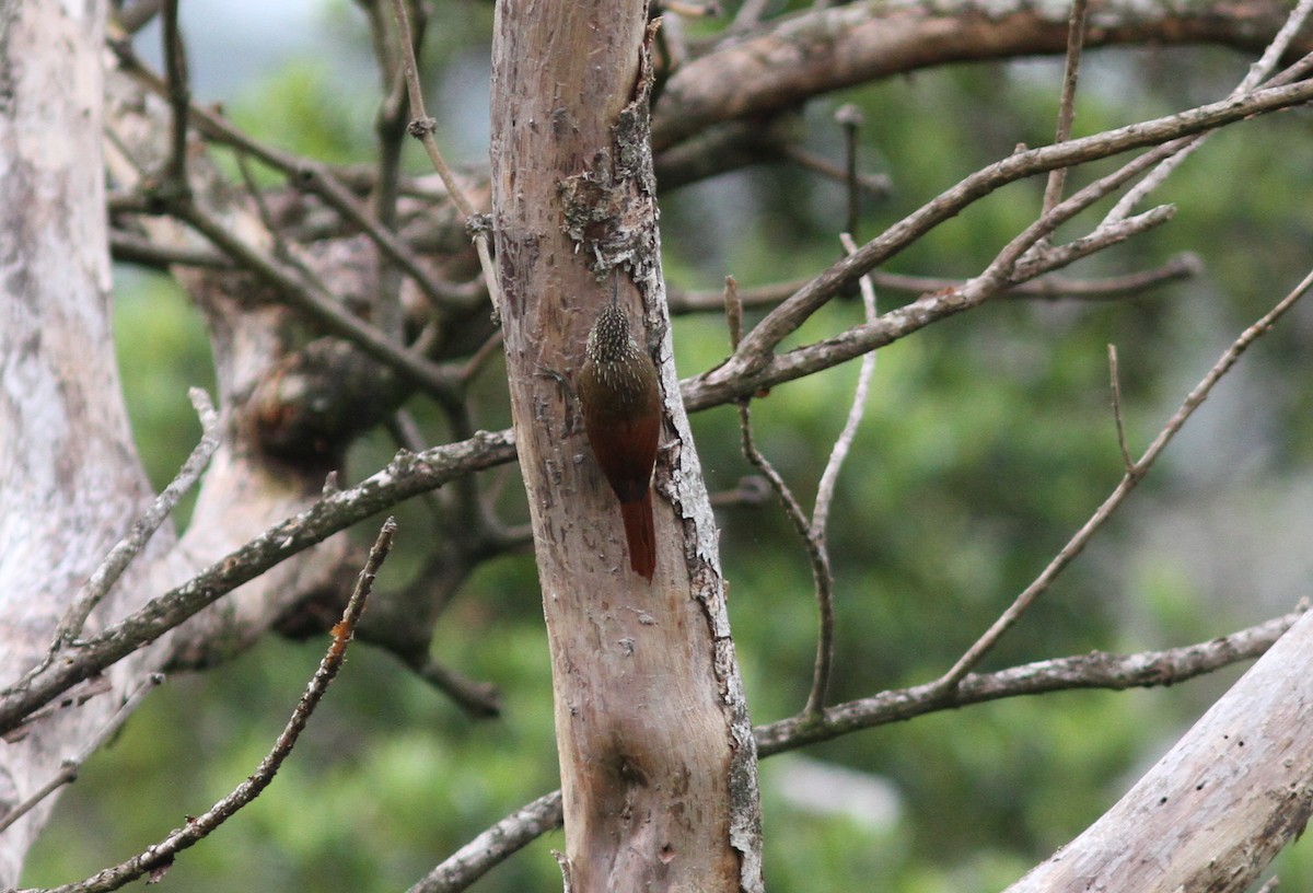 Spotted Woodcreeper - ML637673795