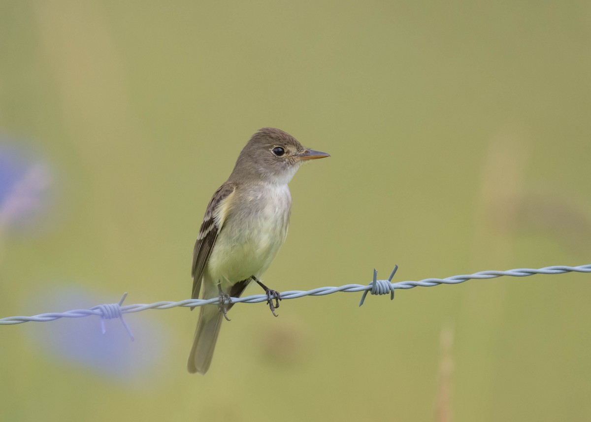 Willow Flycatcher - ML637673844