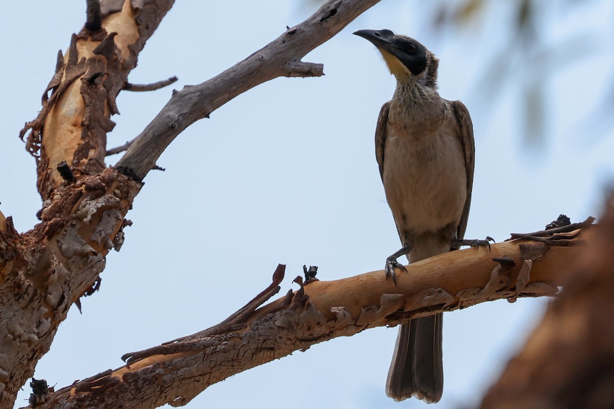 Silver-crowned Friarbird - ML637673845