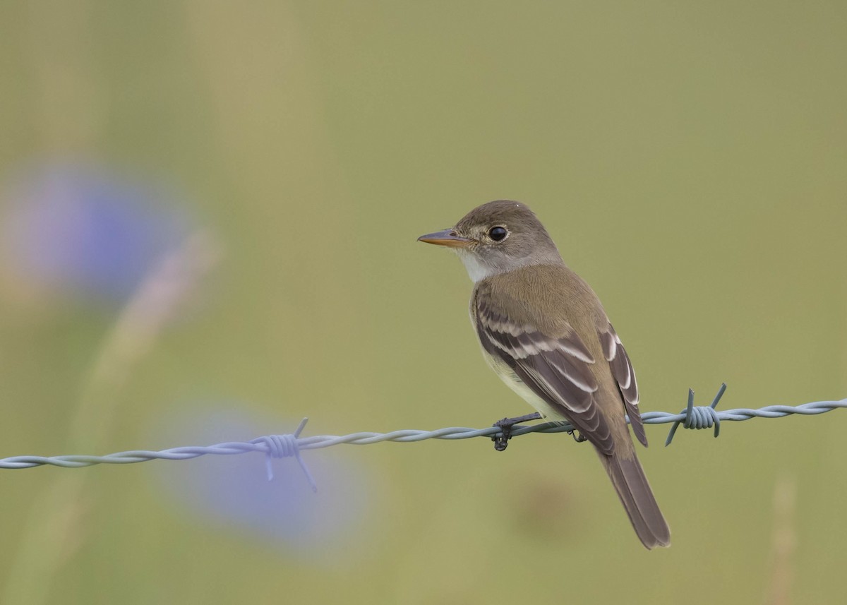 Willow Flycatcher - ML637673849