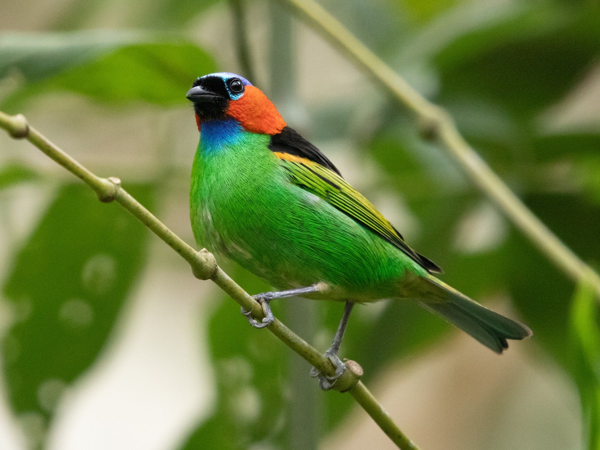 Red-necked Tanager - ML637673873