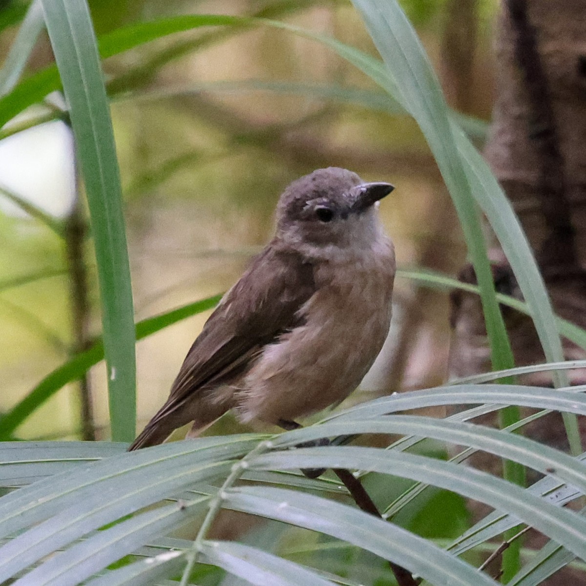 Arafura Shrikethrush - ML637673889