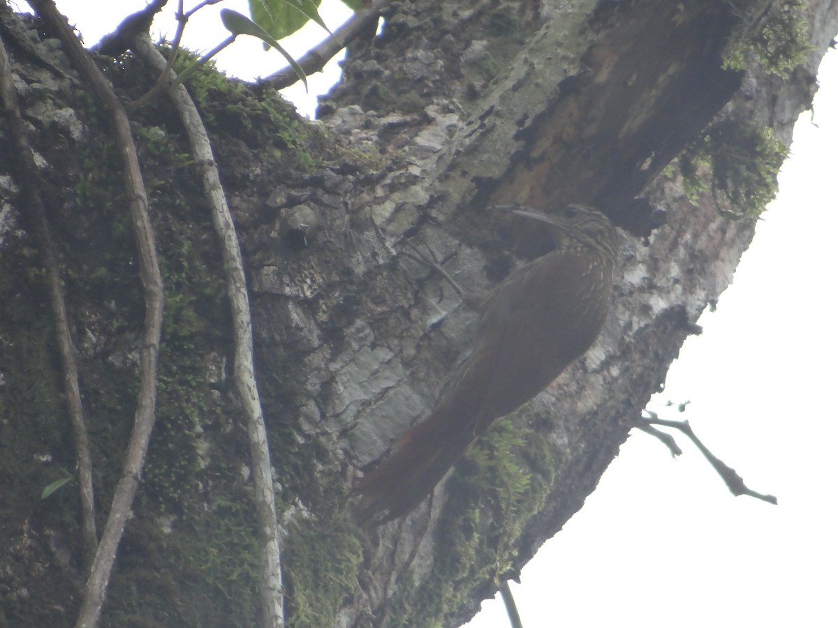 Trepatroncos sp. (Xiphorhynchus sp.) - ML63767391