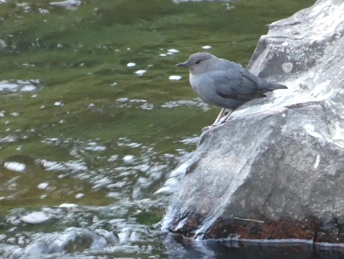 American Dipper - ML637673919
