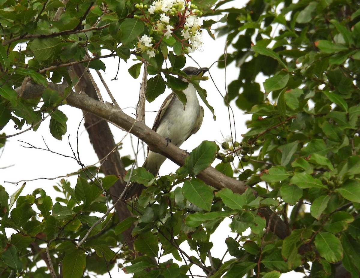 Gray Kingbird - ML637673950