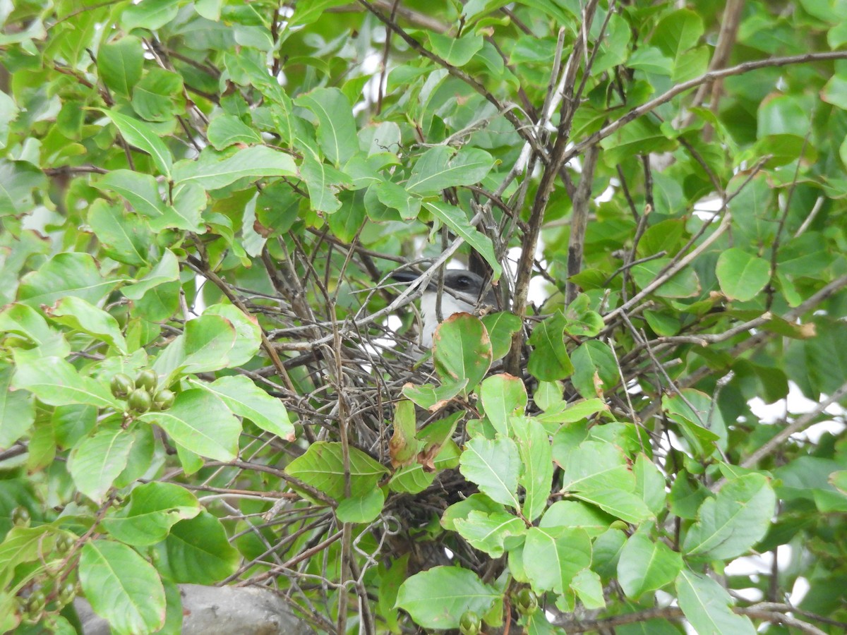 Gray Kingbird - ML637673951