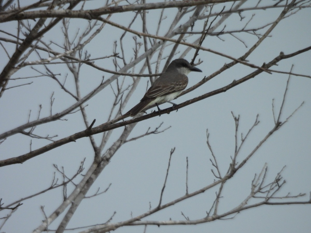 Gray Kingbird - ML637673952