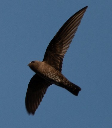 Black Swift - ML637673953