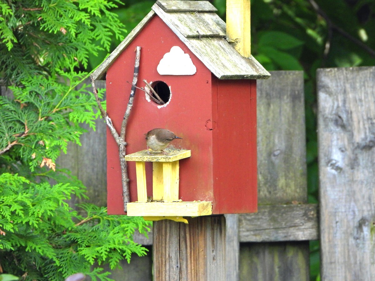Northern House Wren - ML637674003