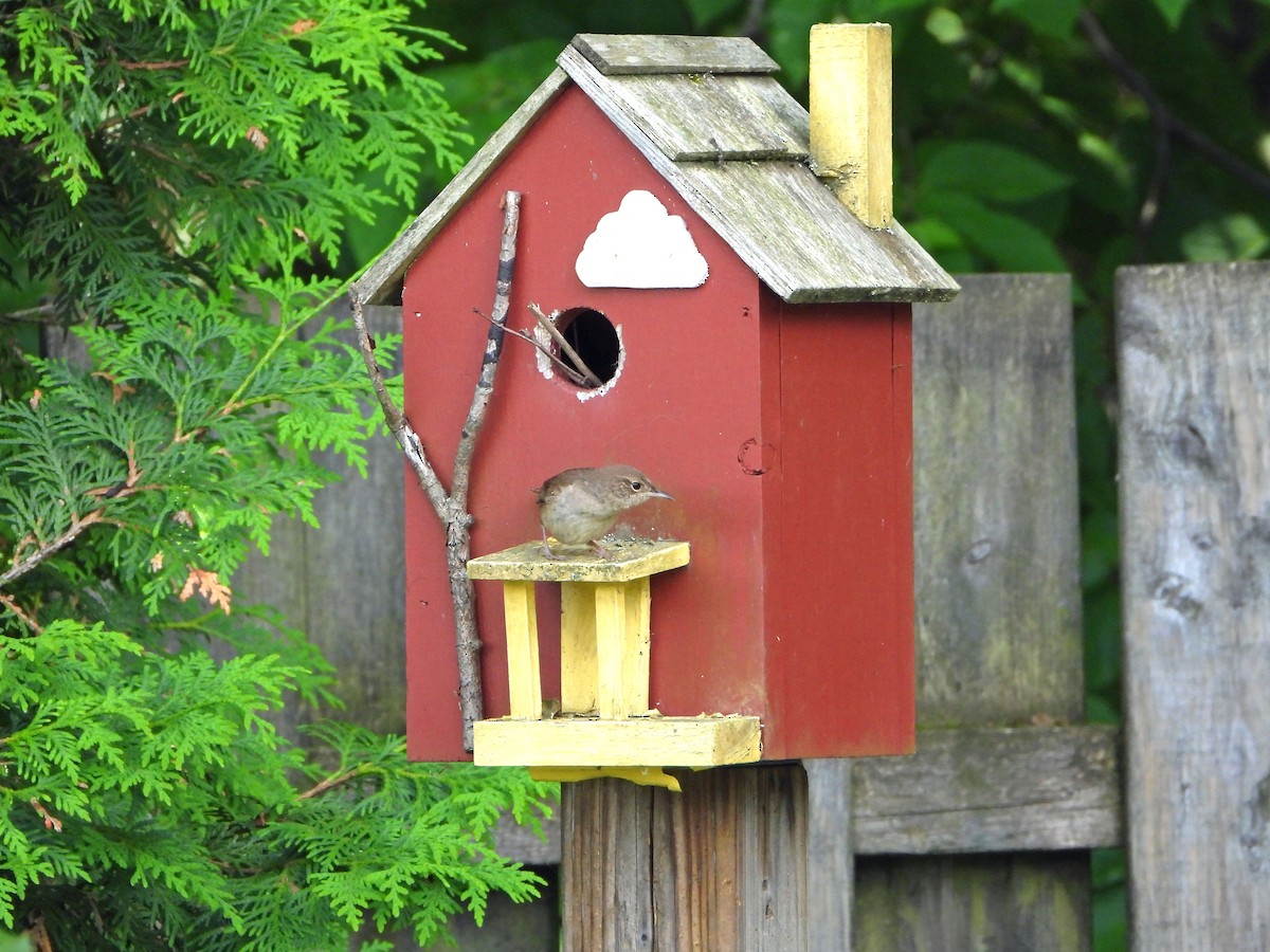 Northern House Wren - ML637674004