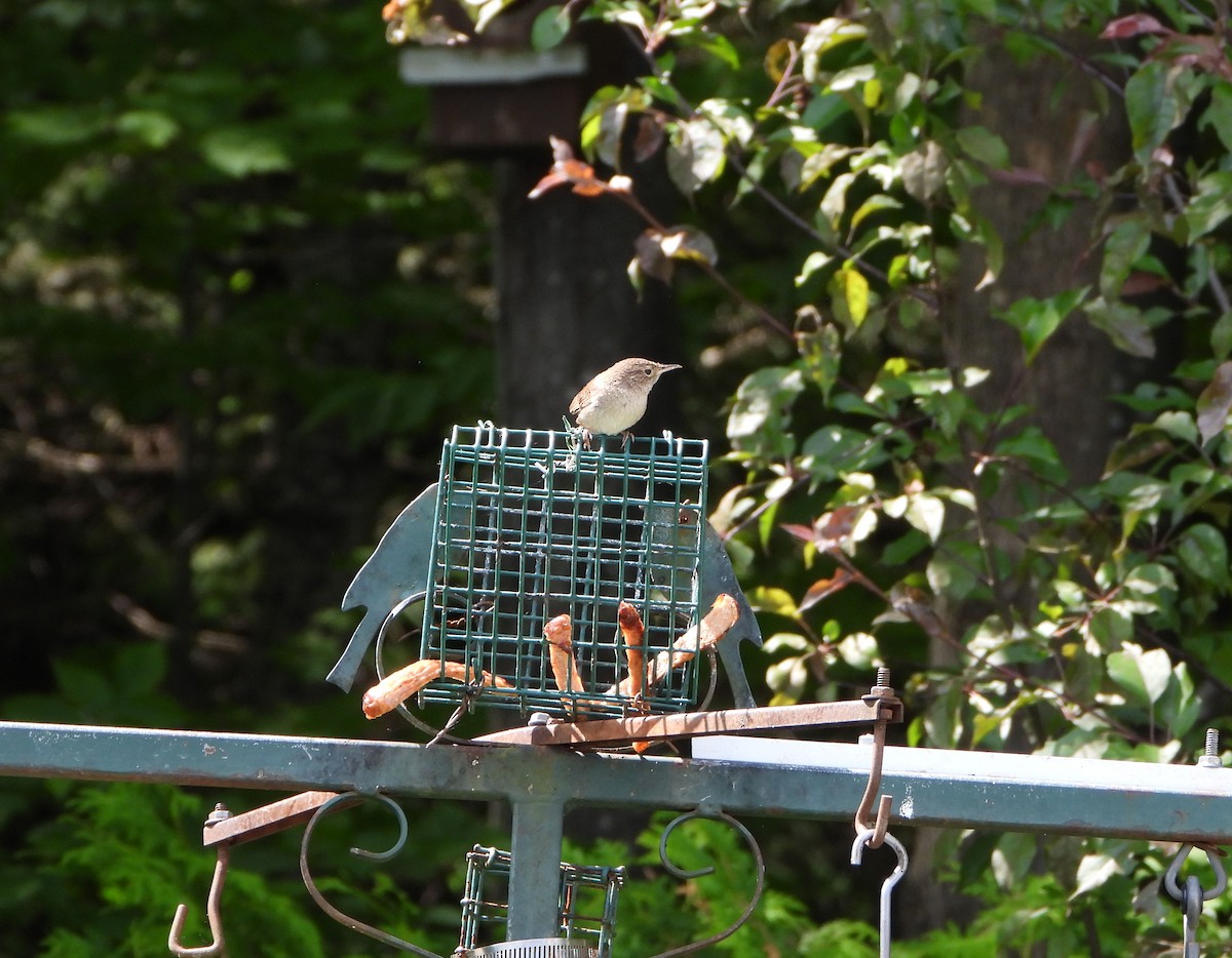 Northern House Wren - ML637674006