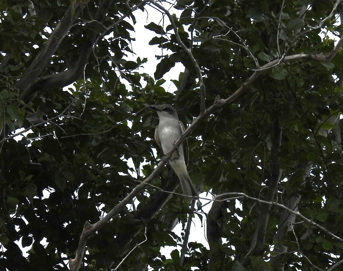 Gray Kingbird - ML637674019