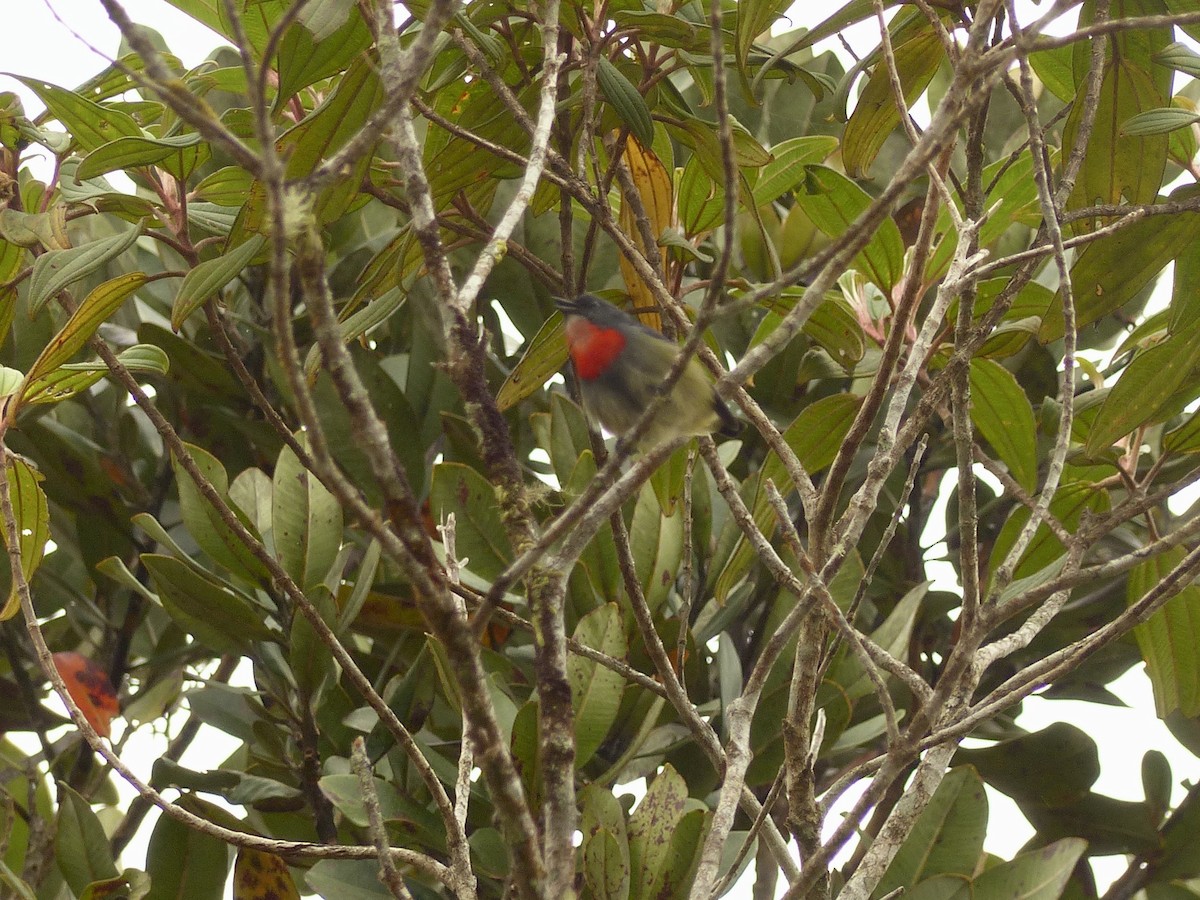 Black-sided Flowerpecker - ML637674059